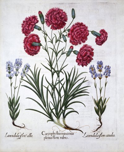 Red Carnation and Lavender, from Hortus Eystettensis by German School