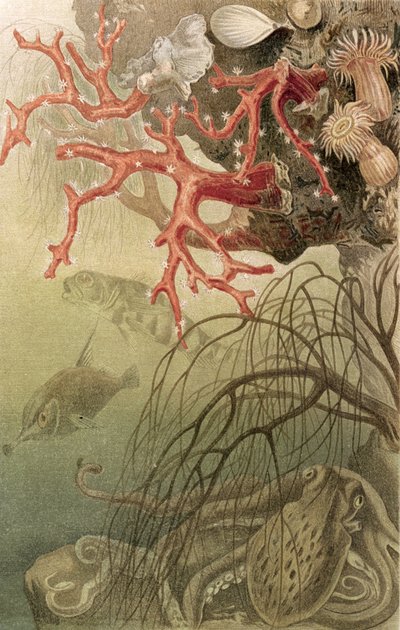Red Coral, plate from Brehms Tierleben by German School