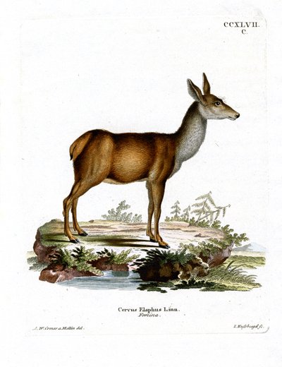 Red Deer by German School