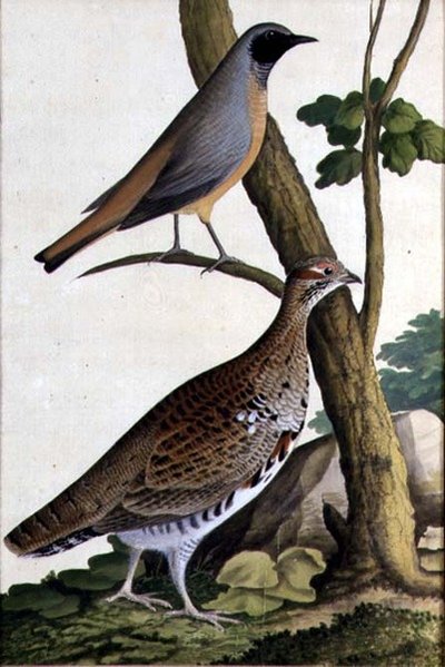 Redstart (Phoenicurus phoenicurus) and Hazel Hen by German School
