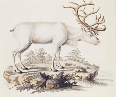 Reindeer (Cervus tarandus), from Mammals illustrated from Nature with descriptions, by Johann Christian Daniel von Schreber, engraving by I Nufsbiegel, volume 5, table 248-C, Germany by German School