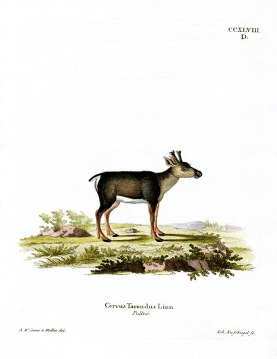 Reindeer Fawn by German School