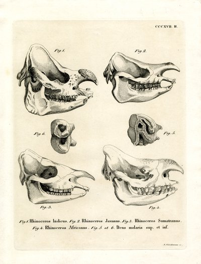 Rhino Skulls by German School