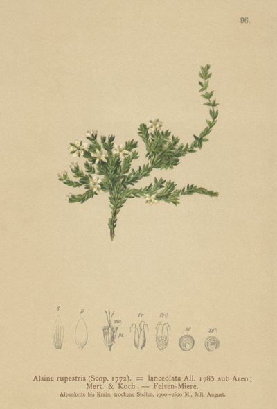 Rock Stitchwort by German School