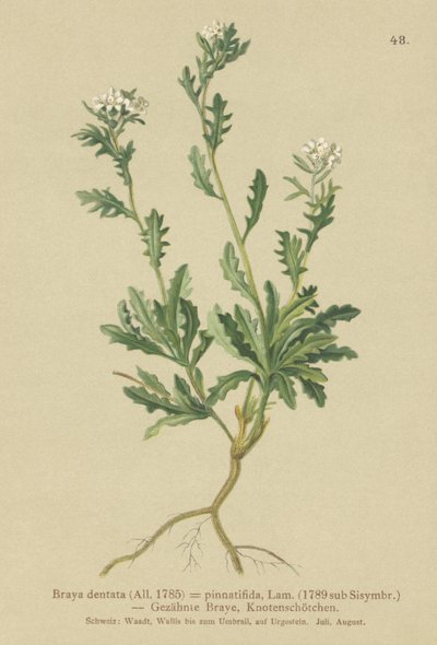 Rockcress by German School