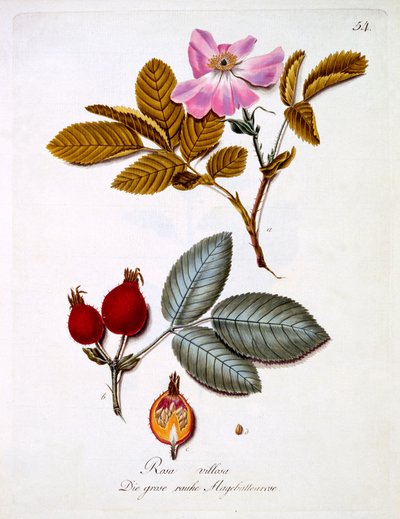 Rosa villosa, illustration from a book of German wild flowers by Johann Daniel von Reitter, published c.1803-5 by German School