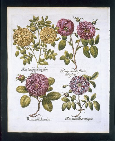 Roses, plate 95 from Hortus Eystettensis by Basil Besler, pub. 1613 by German School