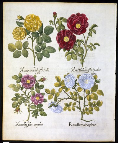 Roses, plate 96 from Hortus Eystettensis by Basil Besler, pub. 1613 by German School