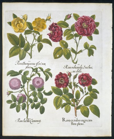Roses, plate 96 from Hortus Eystettensis by Basil Besler, pub. 1613 by German School