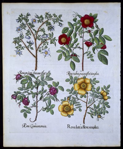 Roses, plate 98 from Hortus Eystettensis by Basil Besler, pub. 1613 by German School