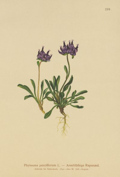 Round-headed Rampion by German School