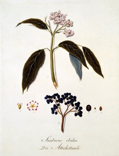 Sambucus Ebulus, from 