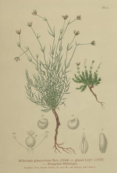 Sandwort by German School