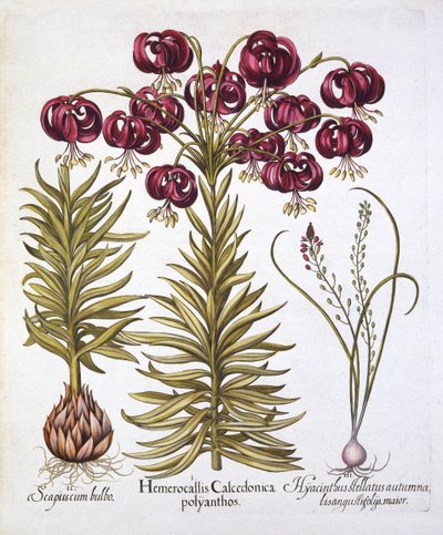 Scarlet Turks Cap Lily and Scilla Autumnalis, from Hortus Eystettensis by German School