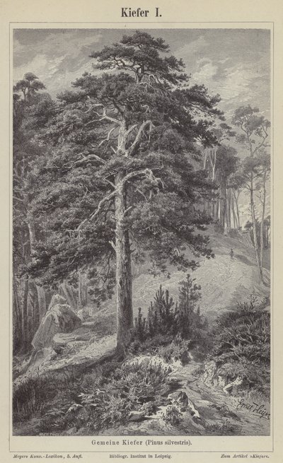 Scots Pine Tree by German School