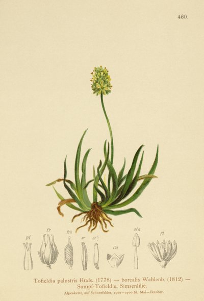 Scottish Asphodel by German School