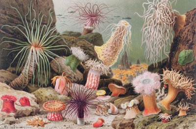 Sea Anemone, plate from Brehms Tierleben by German School