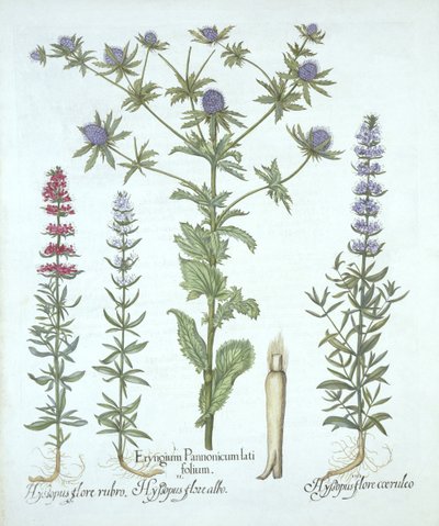 Sea Holly and Three Kinds of Hyssop, from Hortus Eystettensis by German School