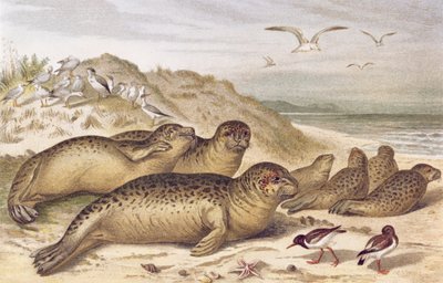 Seal, plate from Brehms Tierleben by German School