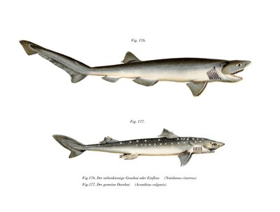 Sharpnose Sevengill Shark by German School
