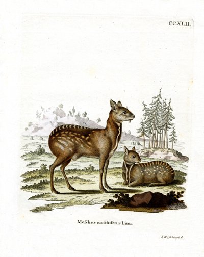 Siberian Musk Deer by German School