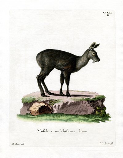 Siberian Musk Deer by German School