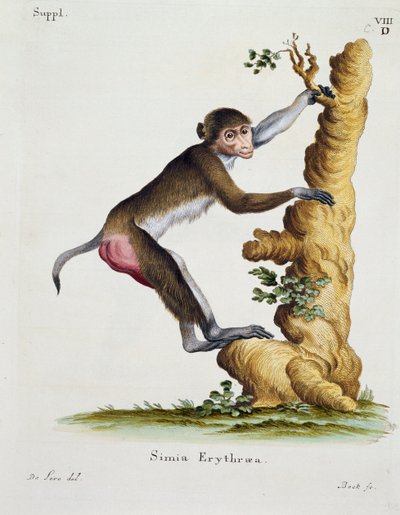Simia erythraea from Mammals Illustrated from Nature by German School