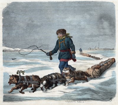 Sled dog in the snow of America. In 