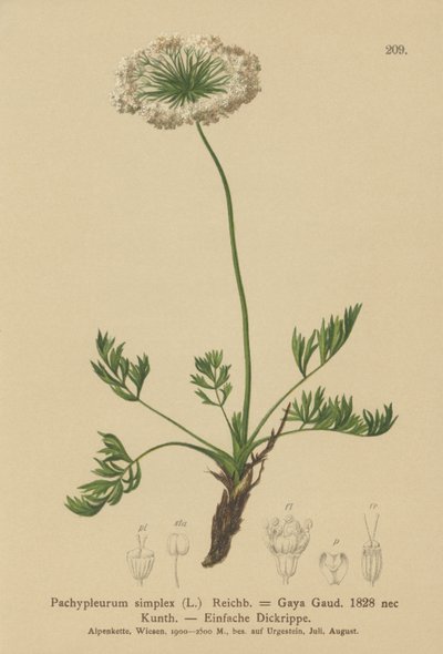 Small Alpine Lovage by German School