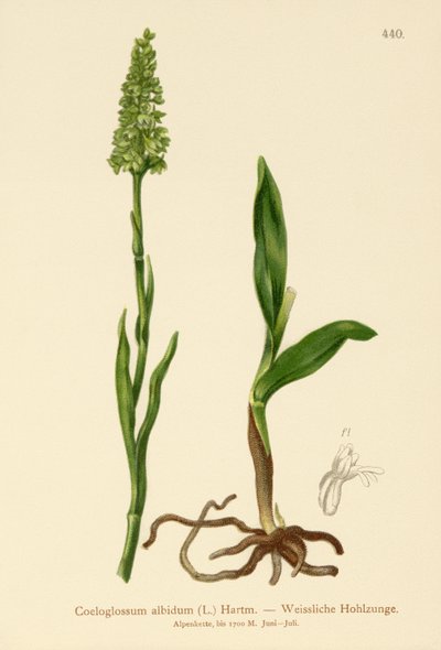 Small White Orchid by German School