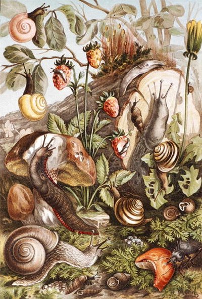 Snails, Plate from 