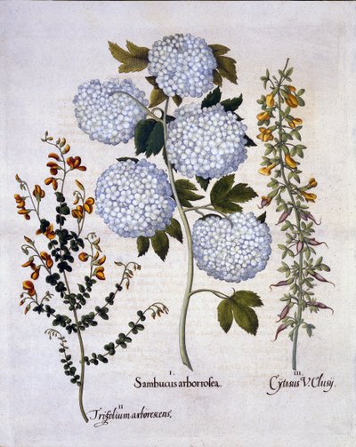 Snowball Viburnum, Garden Broom, Low-growing Alpine Broom, from Hortus Eystettensis by German School