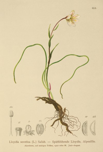 Snowdon Lily by German School
