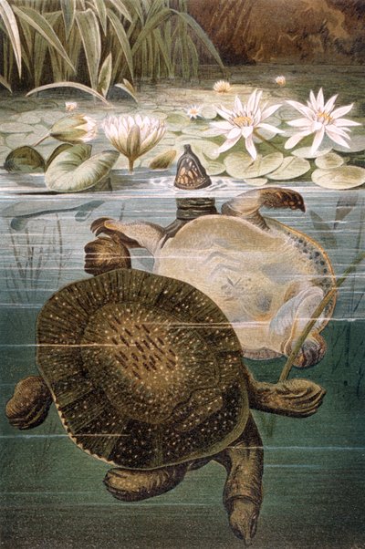 Soft Shelled Turtle, plate from Brehms Tierleben by German School