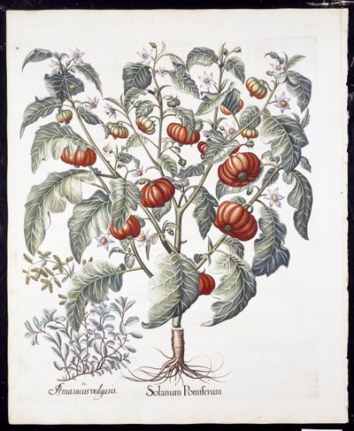 Solanum Pomiferum from Hortus Eystettensis by Basil Besler, pub. 1613 by German School