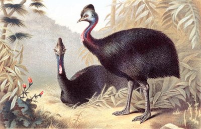 Southern Cassowary, plate from 