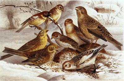 Sparrows, plate from 