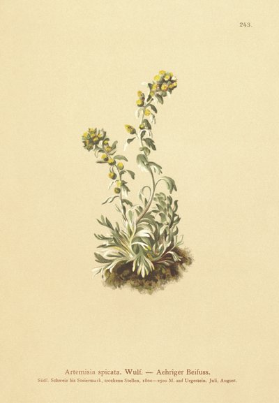 Spiked Wormwood by German School