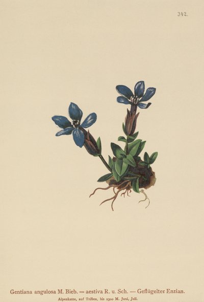 Spring Gentian by German School