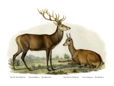 Stag by German School
