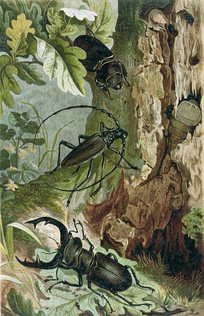 Stag Beetle and Longicorn Beetle, plate from Brehms Tierleben by German School