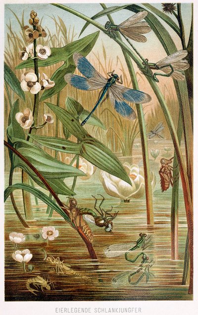 Stages of Development of a Damselfly, from Brehms Tierleben, pub. 1860s by German School