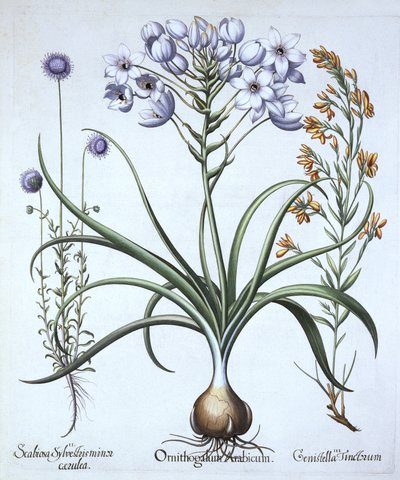 Star of Bethlehem, with Blue Flowered Sheeps Bit and Dyers Greenwood, from Hortus Eystettensis by German School
