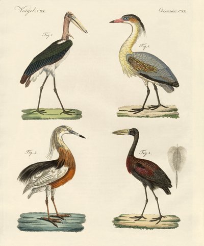 Strange birds by German School