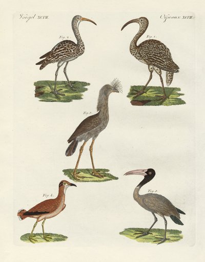 Strange Birds by German School