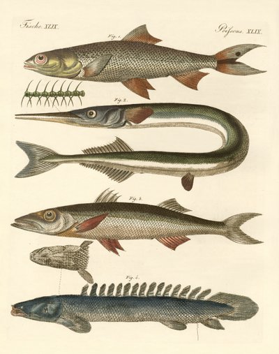Strange fish by German School