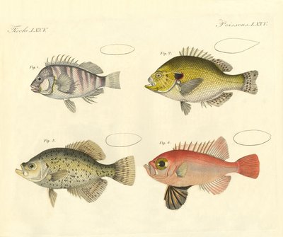 Strange fish from the family of the seabass by German School