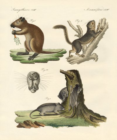 Strange Mammals by German School