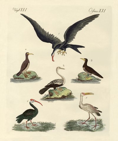 Strange Marsh-Birds and Waterbirds by German School