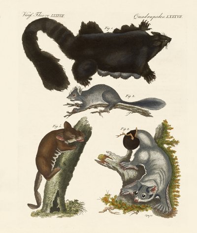 Strange Marsupials by German School